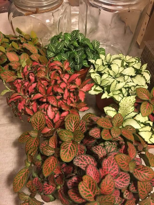 这些粉色植物经常被误以为是“塑料植物”，实际上都是真实存在的