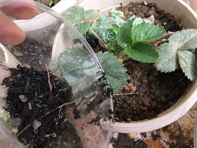 养花人需要注意的10个问题，照着做，家里一年四季花开不断