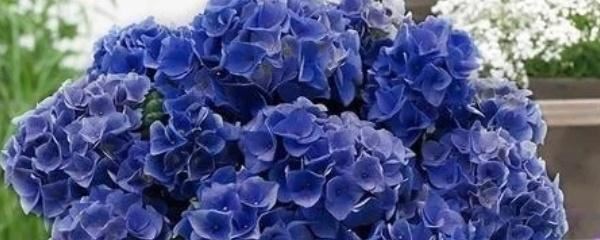 绣球花几月份换盆好，换盆注意事项