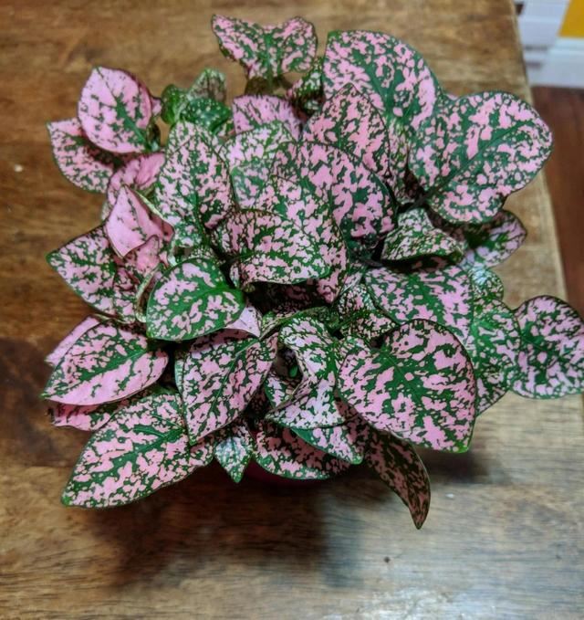 这些粉色植物经常被误以为是“塑料植物”，实际上都是真实存在的