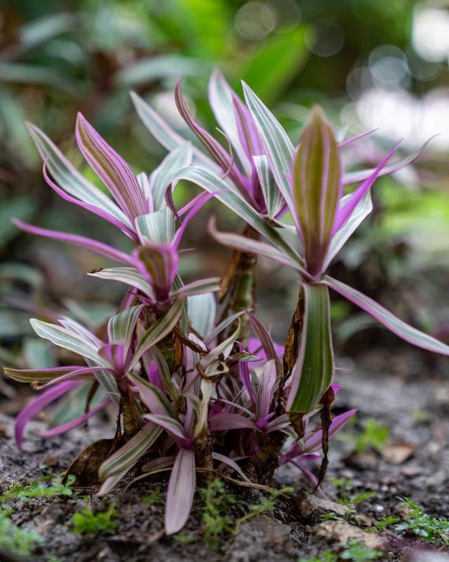 这些粉色植物经常被误以为是“塑料植物”，实际上都是真实存在的