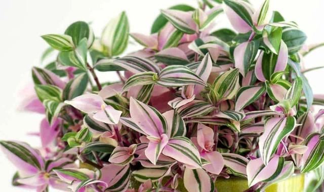 这些粉色植物经常被误以为是“塑料植物”，实际上都是真实存在的