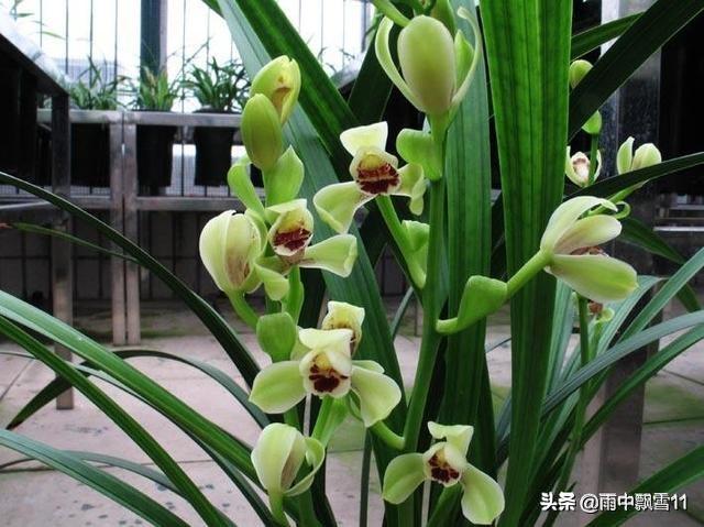 要想阳台养好兰，关键这4点，兰花锋尖不焦叶，年年开花香