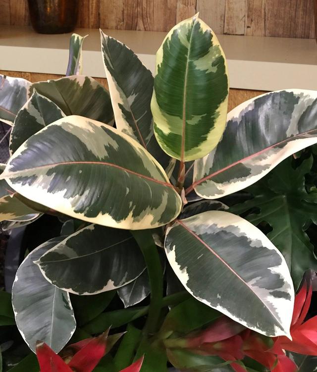 这些粉色植物经常被误以为是“塑料植物”，实际上都是真实存在的