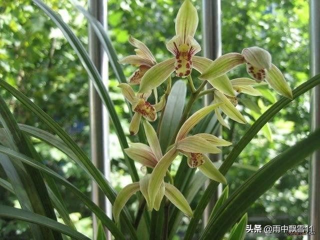 要想阳台养好兰，关键这4点，兰花锋尖不焦叶，年年开花香