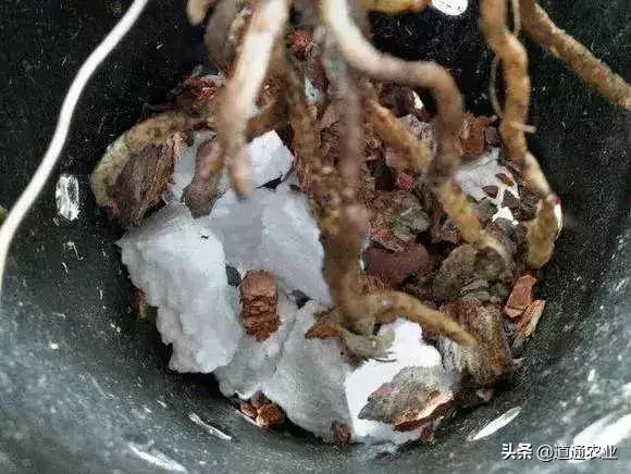 花市买花的“五大骗局”，你都知道吗？教你如何辨别假花