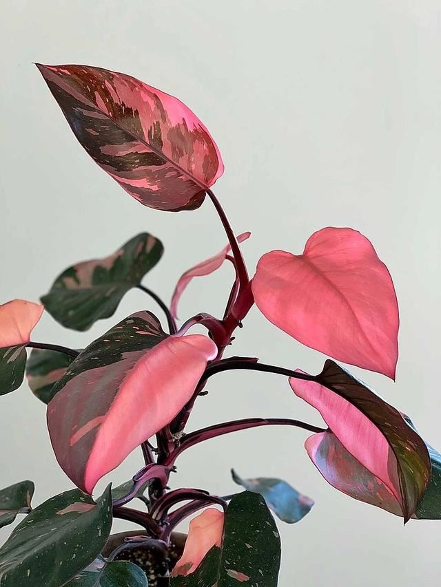 这些粉色植物经常被误以为是“塑料植物”，实际上都是真实存在的