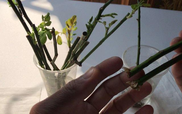 养花人需要注意的10个问题，照着做，家里一年四季花开不断