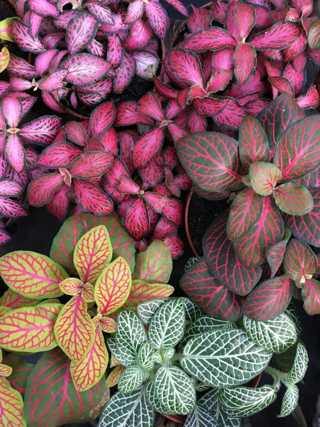 这些粉色植物经常被误以为是“塑料植物”，实际上都是真实存在的