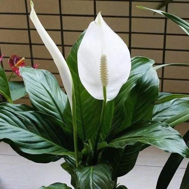 白掌做好这几点，叶子油亮花还多，让它蹭蹭长不停
