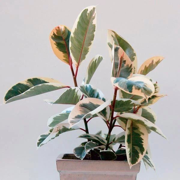 这些粉色植物经常被误以为是“塑料植物”，实际上都是真实存在的