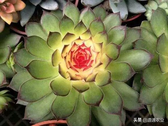 花市买花的“五大骗局”，你都知道吗？教你如何辨别假花