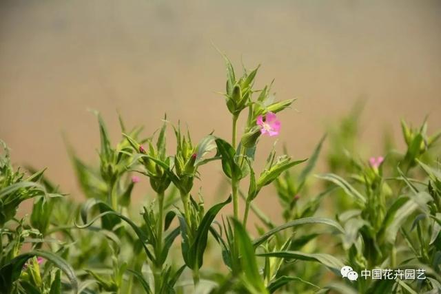 中科院植物所专家测评国内8款常用植物识别软件 | 技术
