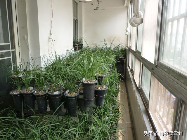 要想阳台养好兰，关键这4点，兰花锋尖不焦叶，年年开花香