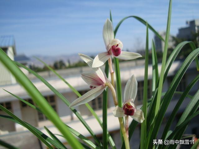 要想阳台养好兰，关键这4点，兰花锋尖不焦叶，年年开花香