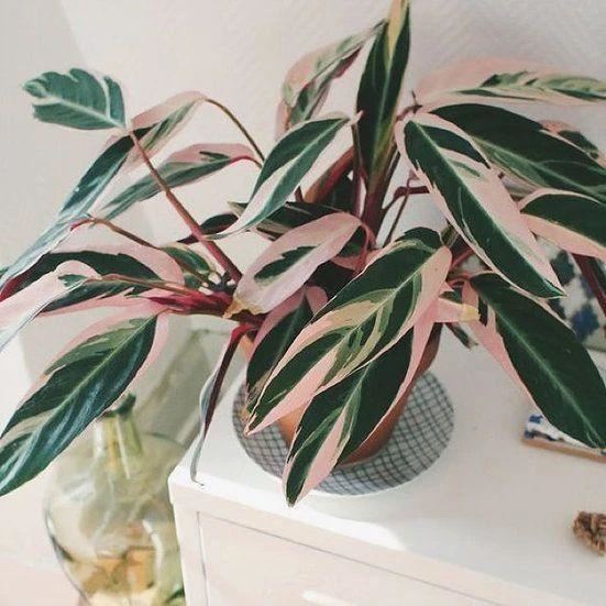 这些粉色植物经常被误以为是“塑料植物”，实际上都是真实存在的