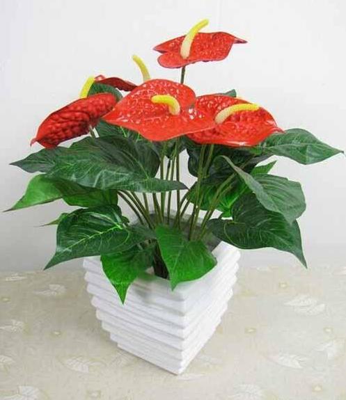 4种适合养在家里的开花植物，你get到了吗