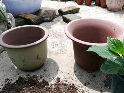 绣球花几月份换盆好，换盆注意事项
