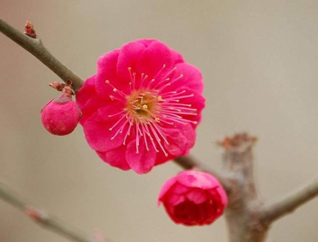 怎么让枯死的梅花重新发芽