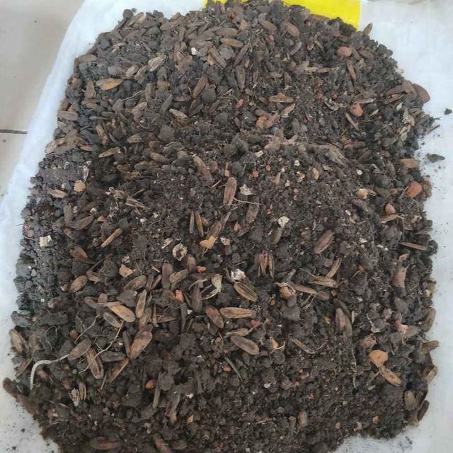 养花别用这3种土，板结没营养，花发黄烂根