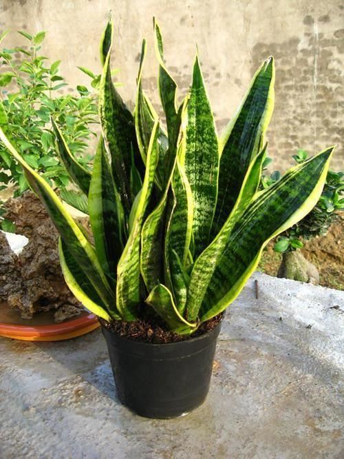 这5种花要“穷养”，栽到小盆里“挤一挤”不烂根，侧芽嗖嗖冒
