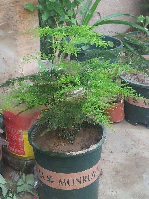 养花别用这3种土，板结没营养，花发黄烂根
