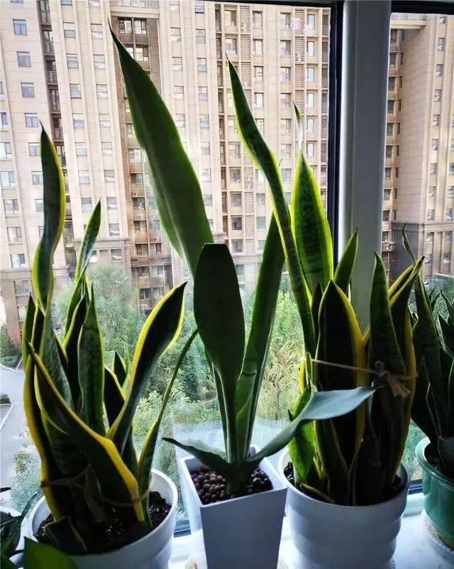 虎皮兰叶子卷，皱巴巴？改2错，叶子唰唰立起来，直挺挺，绿油油