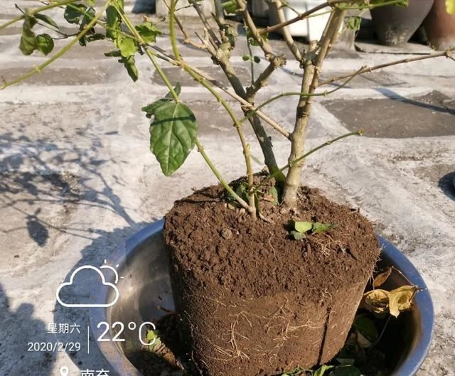 茉莉花后赶紧剪，剪完就开花，一直剪一直开