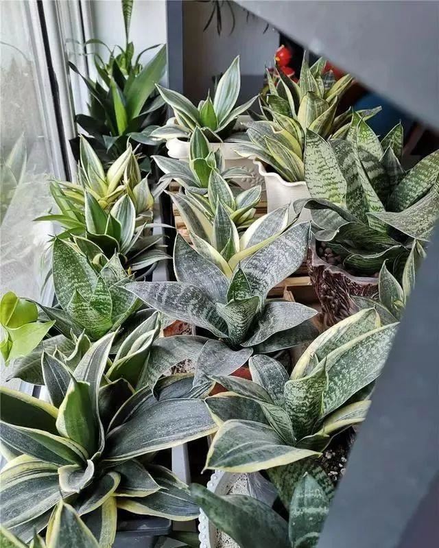 虎皮兰叶子卷，皱巴巴？改2错，叶子唰唰立起来，直挺挺，绿油油