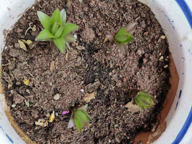 养花别用这3种土，板结没营养，花发黄烂根
