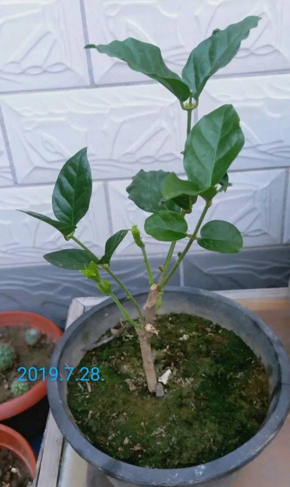 茉莉花后赶紧剪，剪完就开花，一直剪一直开