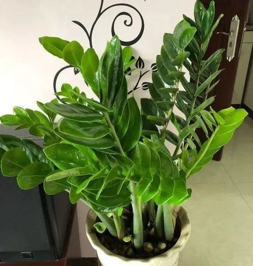 这5种花要“穷养”，栽到小盆里“挤一挤”不烂根，侧芽嗖嗖冒