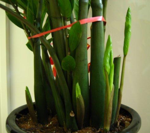 这5种花要“穷养”，栽到小盆里“挤一挤”不烂根，侧芽嗖嗖冒