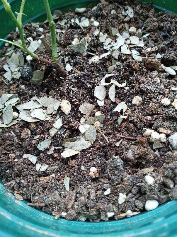 养花别用这3种土，板结没营养，花发黄烂根