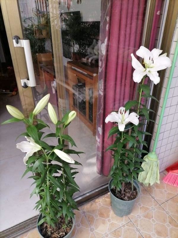 矮壮素是个好东西，养花美观离不开，一点点就能紧凑成花球