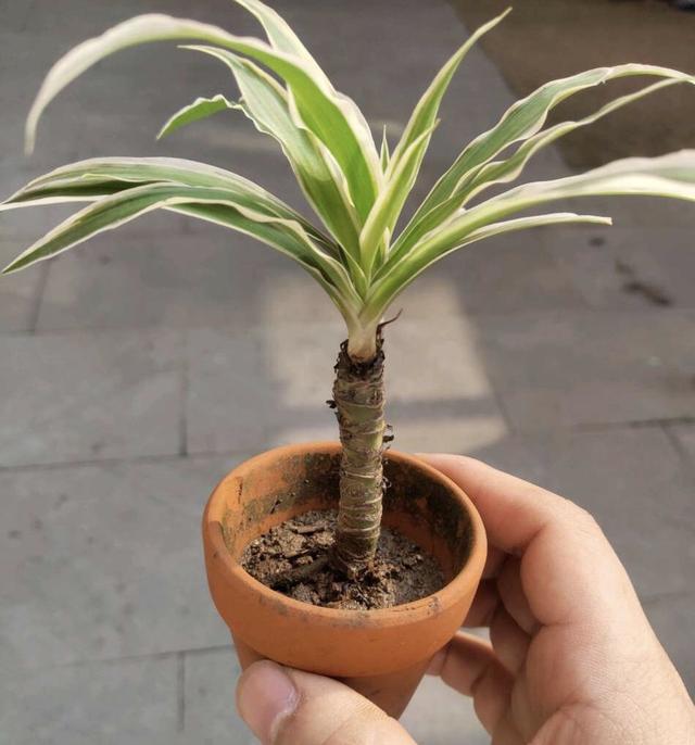 花了3年时间，他把吊兰养成“老桩”，花友们都质疑：是假的