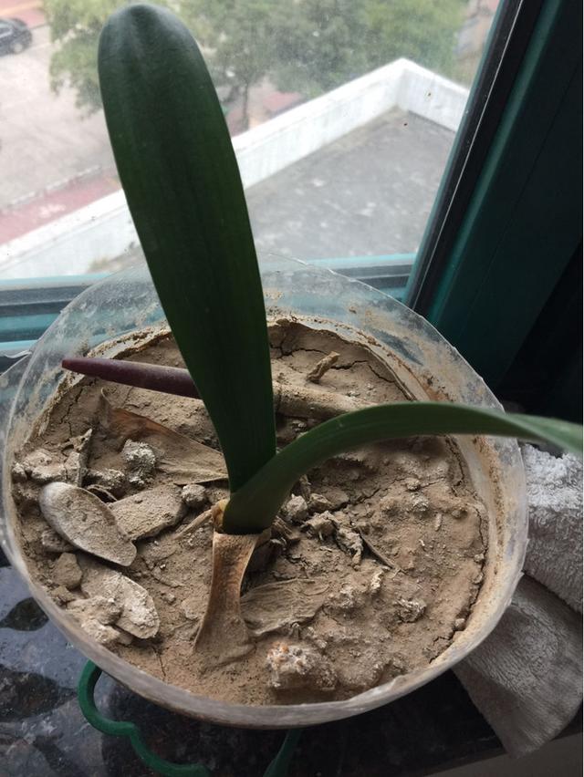 养花别用这3种土，板结没营养，花发黄烂根