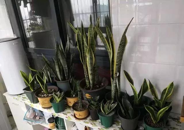 虎皮兰叶子卷，皱巴巴？改2错，叶子唰唰立起来，直挺挺，绿油油