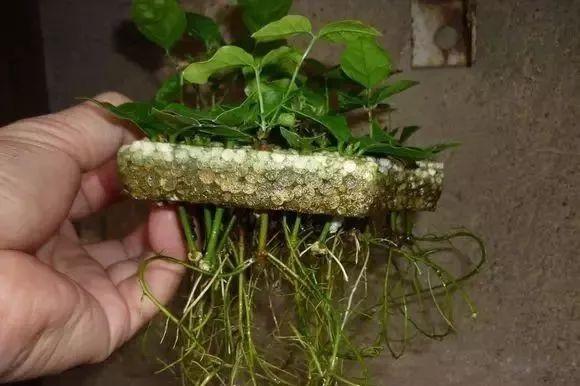 茉莉花后赶紧剪，剪完就开花，一直剪一直开