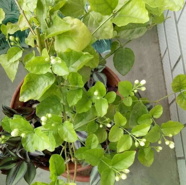 茉莉花后赶紧剪，剪完就开花，一直剪一直开