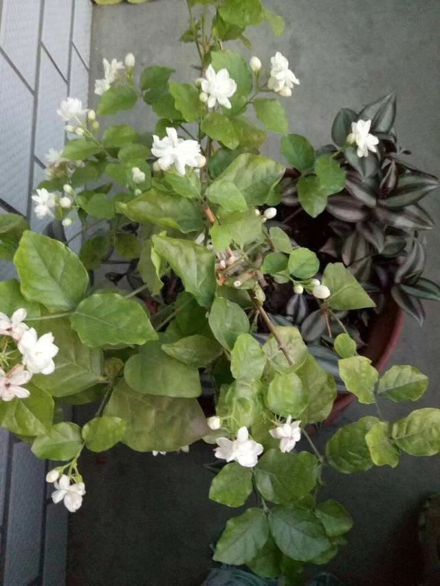茉莉花后赶紧剪，剪完就开花，一直剪一直开