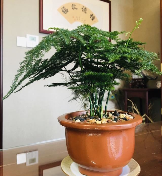 这5种花要“穷养”，栽到小盆里“挤一挤”不烂根，侧芽嗖嗖冒