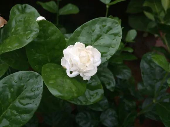 茉莉花后赶紧剪，剪完就开花，一直剪一直开