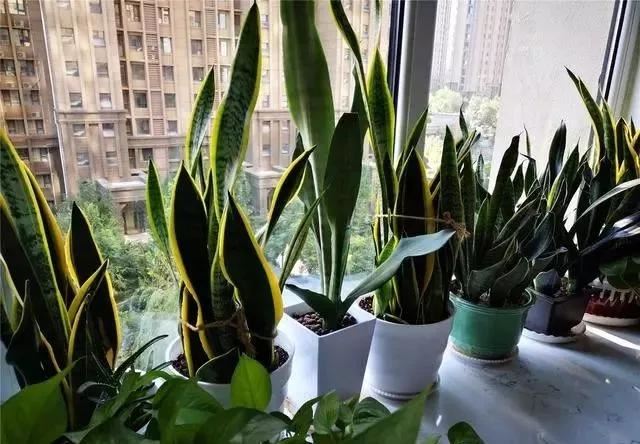 虎皮兰叶子卷，皱巴巴？改2错，叶子唰唰立起来，直挺挺，绿油油
