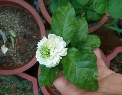 茉莉花后赶紧剪，剪完就开花，一直剪一直开