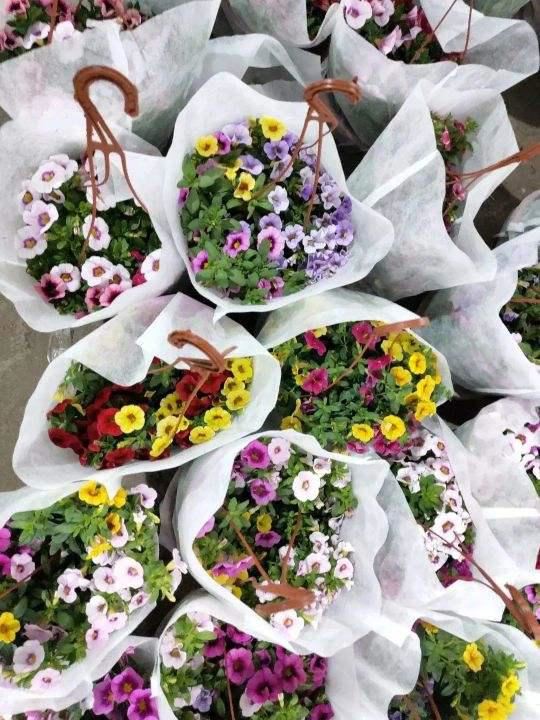 买花遇到某种盆土，千万别犯懒、犹豫，再不换掉就要扔出门！