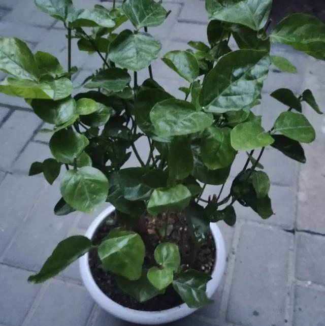 茉莉花后赶紧剪，剪完就开花，一直剪一直开