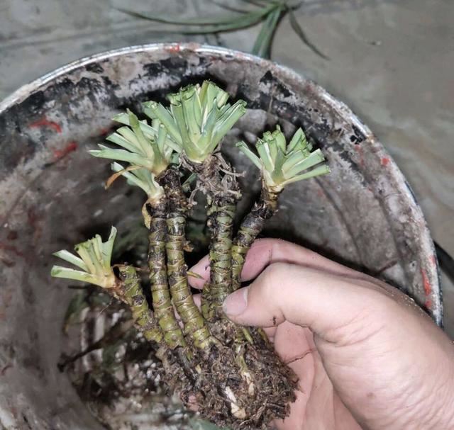 花了3年时间，他把吊兰养成“老桩”，花友们都质疑：是假的