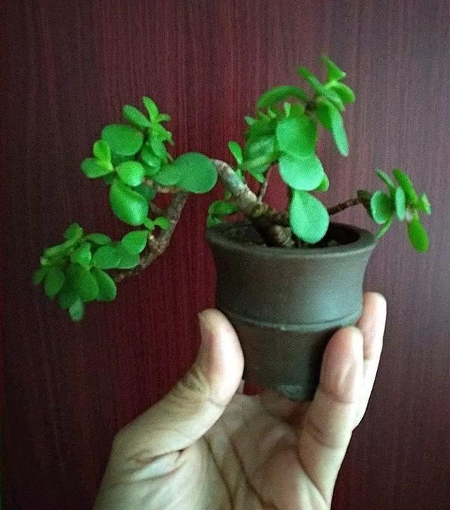 这5种花要“穷养”，栽到小盆里“挤一挤”不烂根，侧芽嗖嗖冒