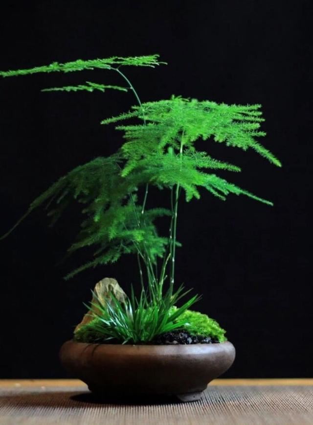 这5种花要“穷养”，栽到小盆里“挤一挤”不烂根，侧芽嗖嗖冒